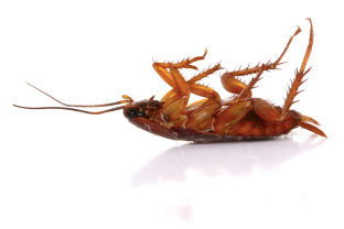 cockroach02