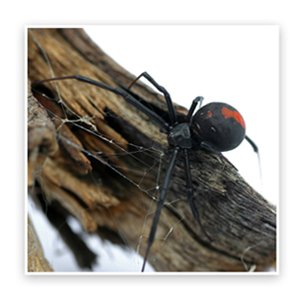 redback1