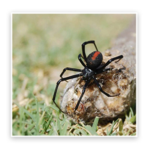 redback2