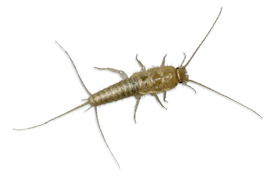 silverfish2